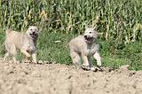 BOUVIER DES ARDENNES 074